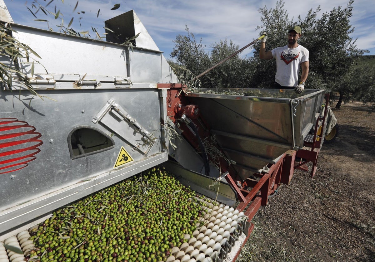 Recogida de aceituna en una finca de la provincia de Córdoba