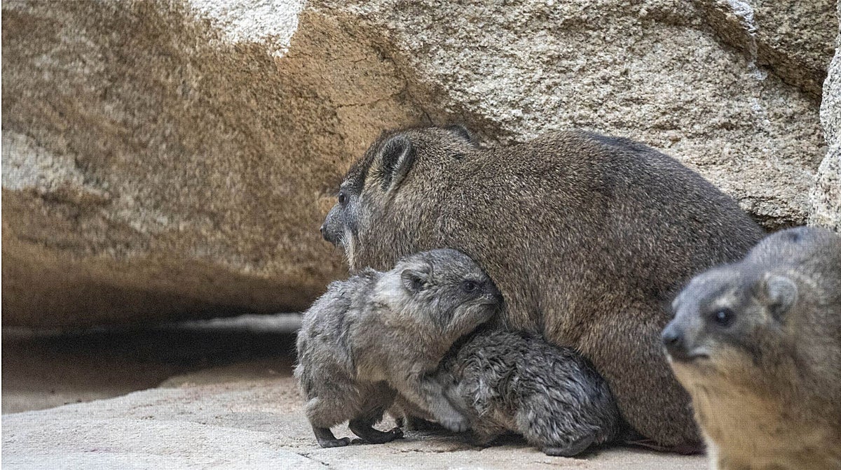Imagen de las crías de damán roquero nacidas en Valencia