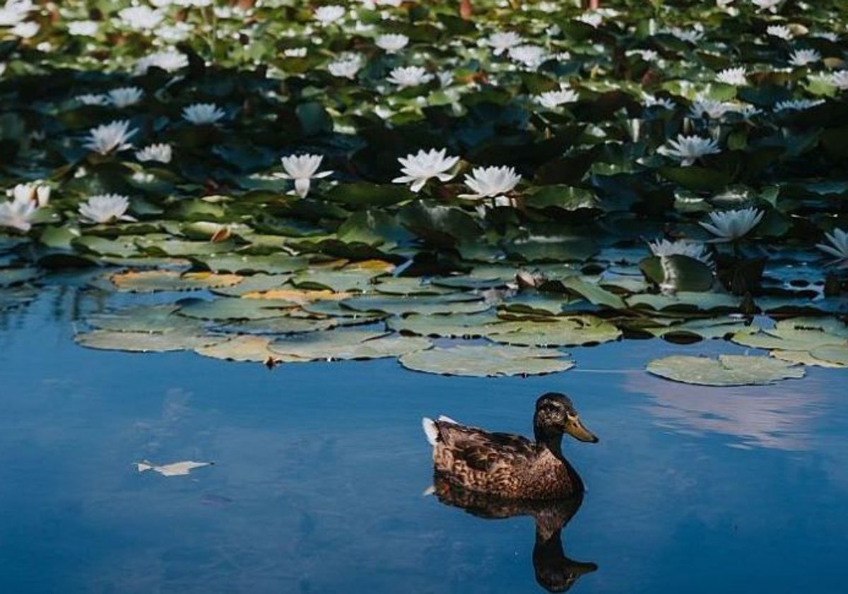 Un detalle de la flora y fauna de este lago