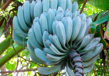 El plátano azul de Canarias que sabe a vainilla y se puede comprar por internet