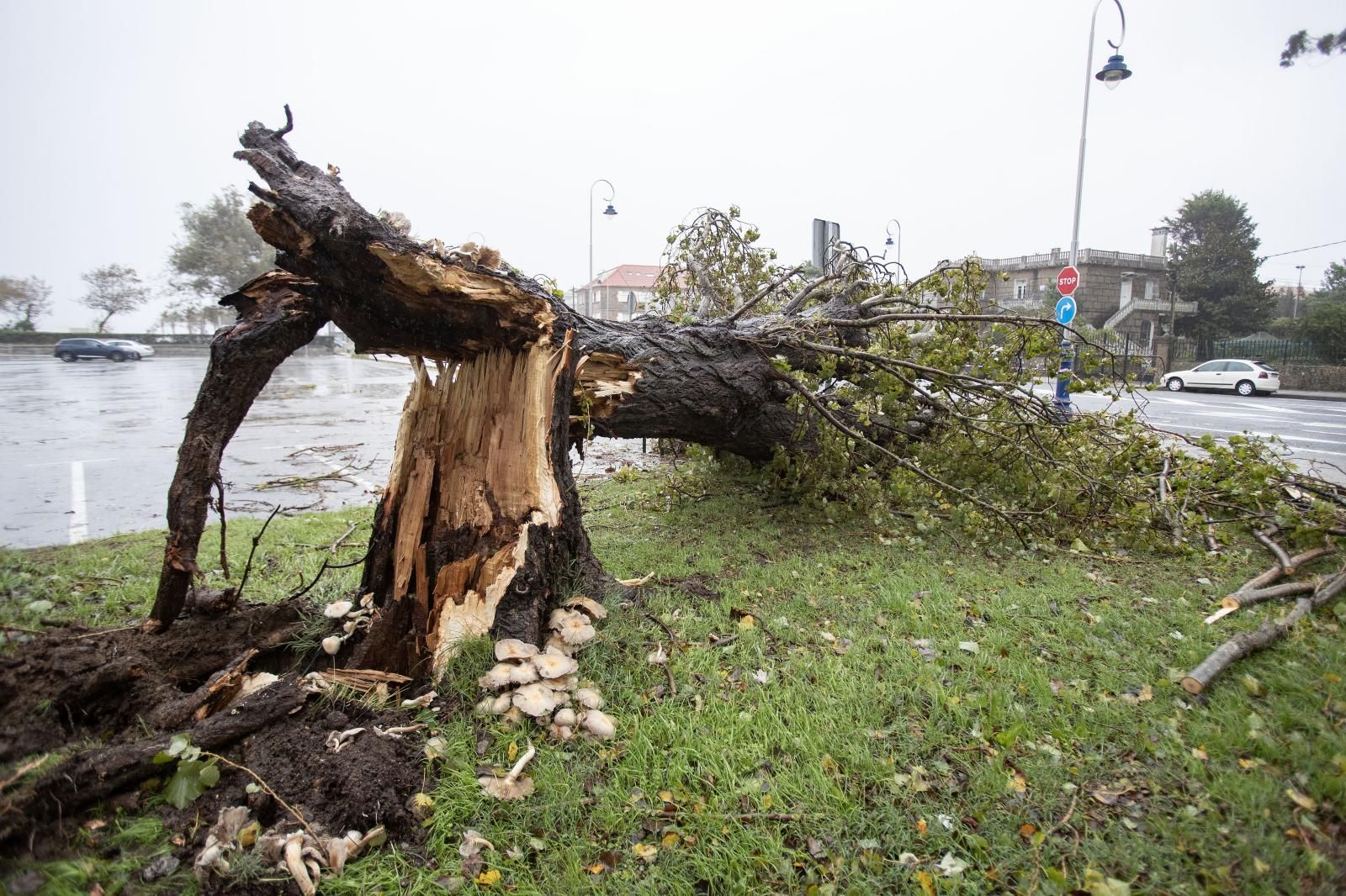 Vista de un árbol caído en Samil este miércoles, al paso de la borrasca asociada al ya desecho huracán Kirk