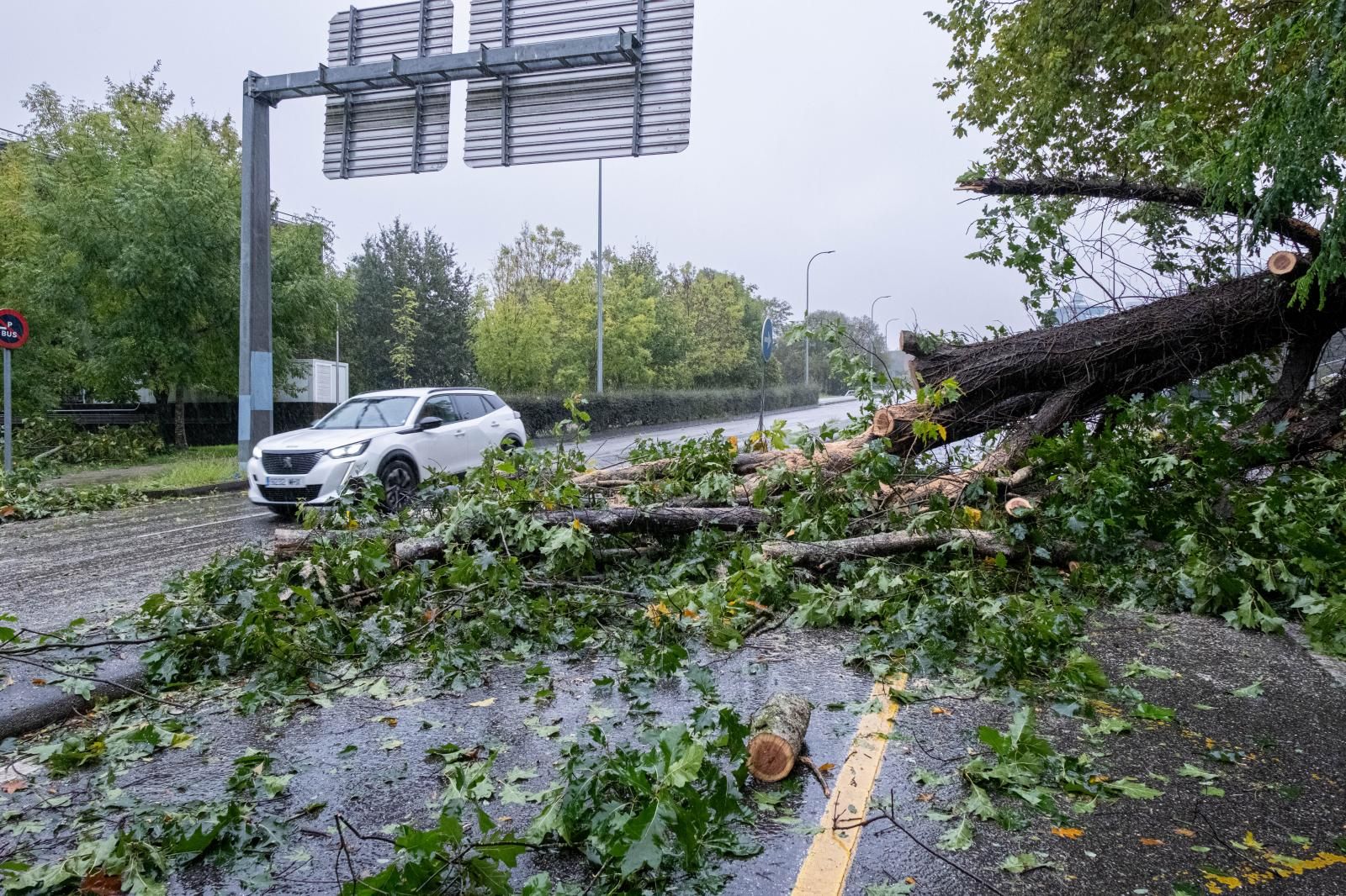 Un vehículo pasa junto a un carril cortado por la caída de un árbol, en las inmediaciones del campus sur en Santiago