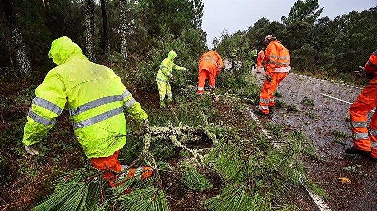Operarios del servicio de mantenimiento de carreteras retiran varios arboles caídos en la carretera que une Fuenteguinaldo con Navasfrías