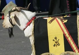 ¿Por qué la cabra es la mascota de la Legión y aparece en el desfile de las Fuerzas Armadas?
