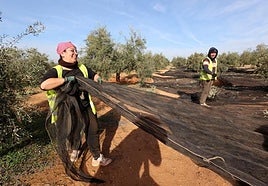 El papel de la mujer en el sector del aceite en Córdoba, en un foro organizado por Deoleo