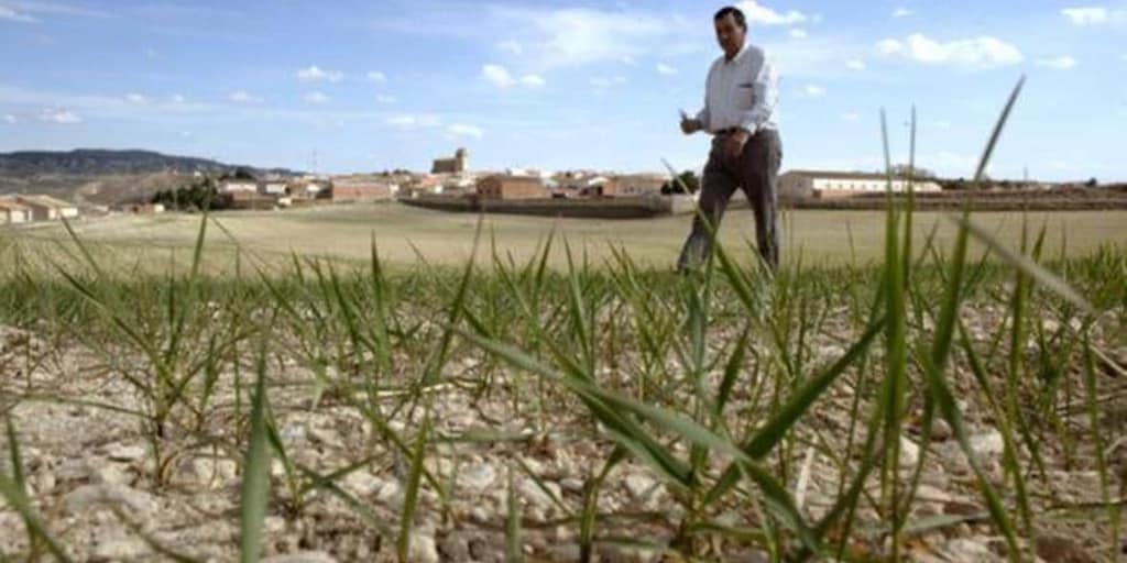 Los agricultores y ganaderos de Castilla-La Mancha recibirán 456,8 millones de las ayudas directas de la PAC