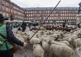 Se suspende la Fiesta de la Trashumancia en Madrid por la enfermedad de la lengua azul en vacas y ovejas