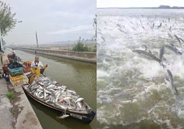 Captura 700 kilos en un minuto: el vídeo de la insólita 'lluvia de peces' que grabó un pescador en La Albufera de Valencia