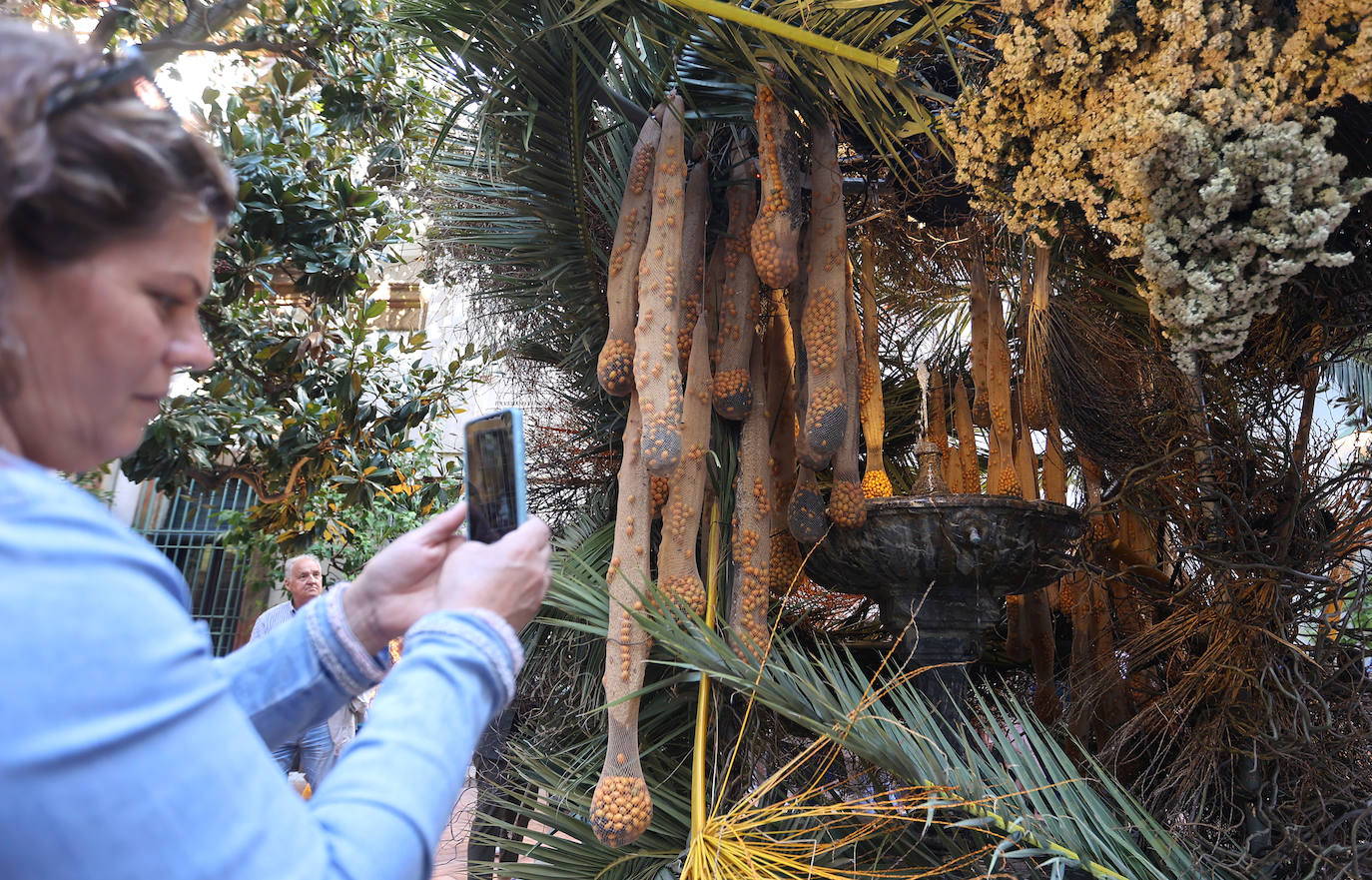 El incomparable espectáculo sensorial del Festival Flora de Córdoba, en imágenes