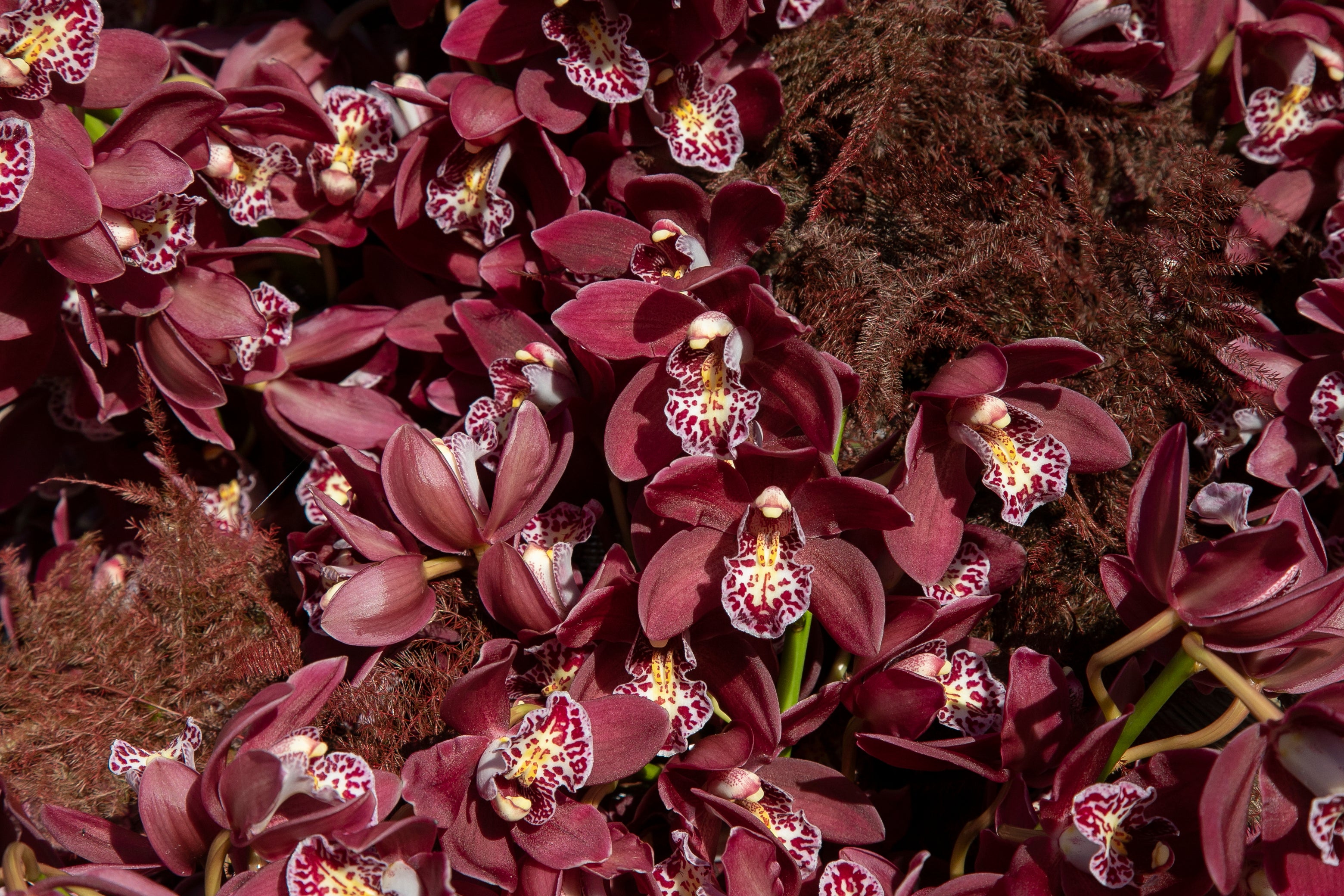 El ambiente en las instalaciones del Festival de Flora de Córdoba, en imágenes
