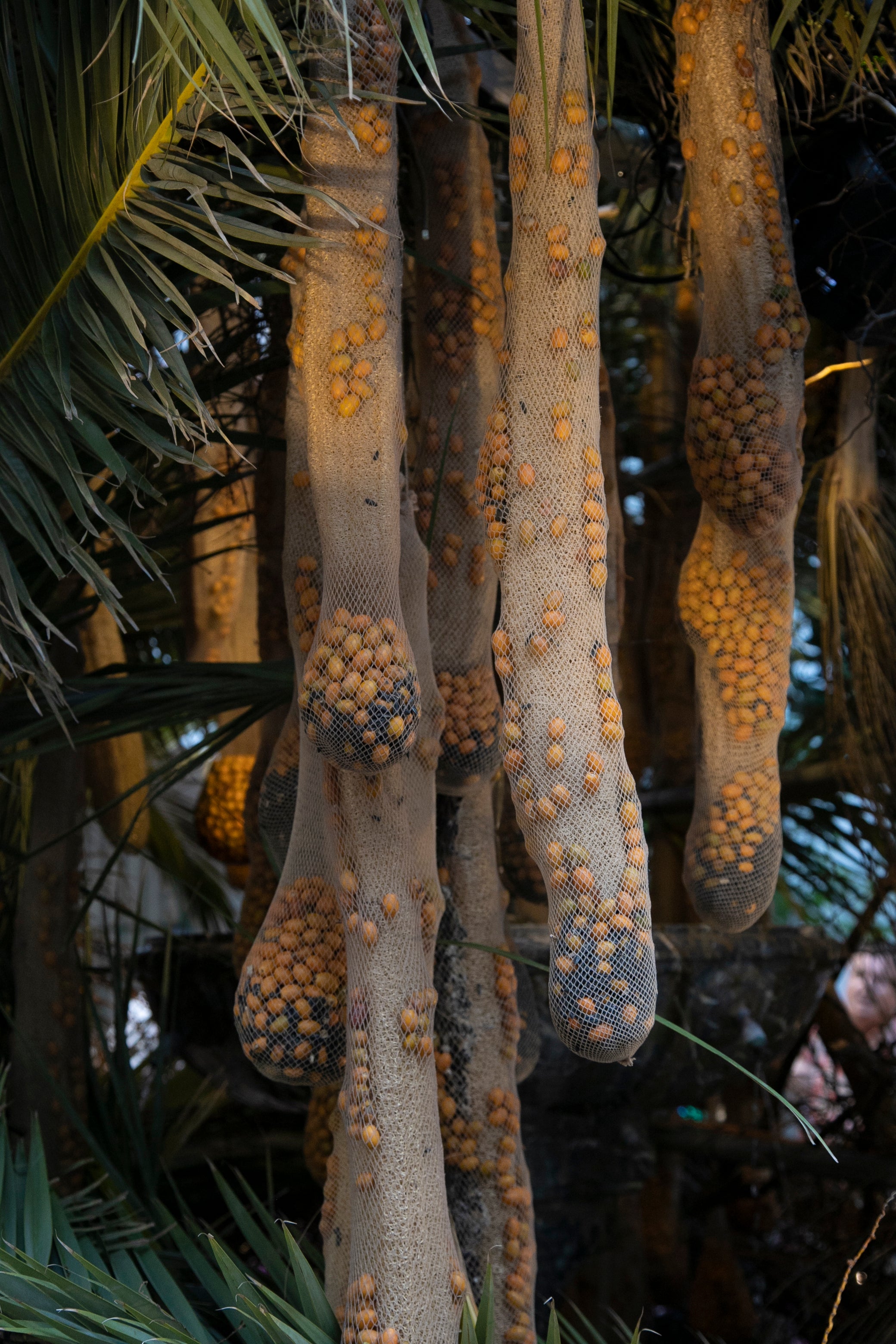 El ambiente en las instalaciones del Festival de Flora de Córdoba, en imágenes