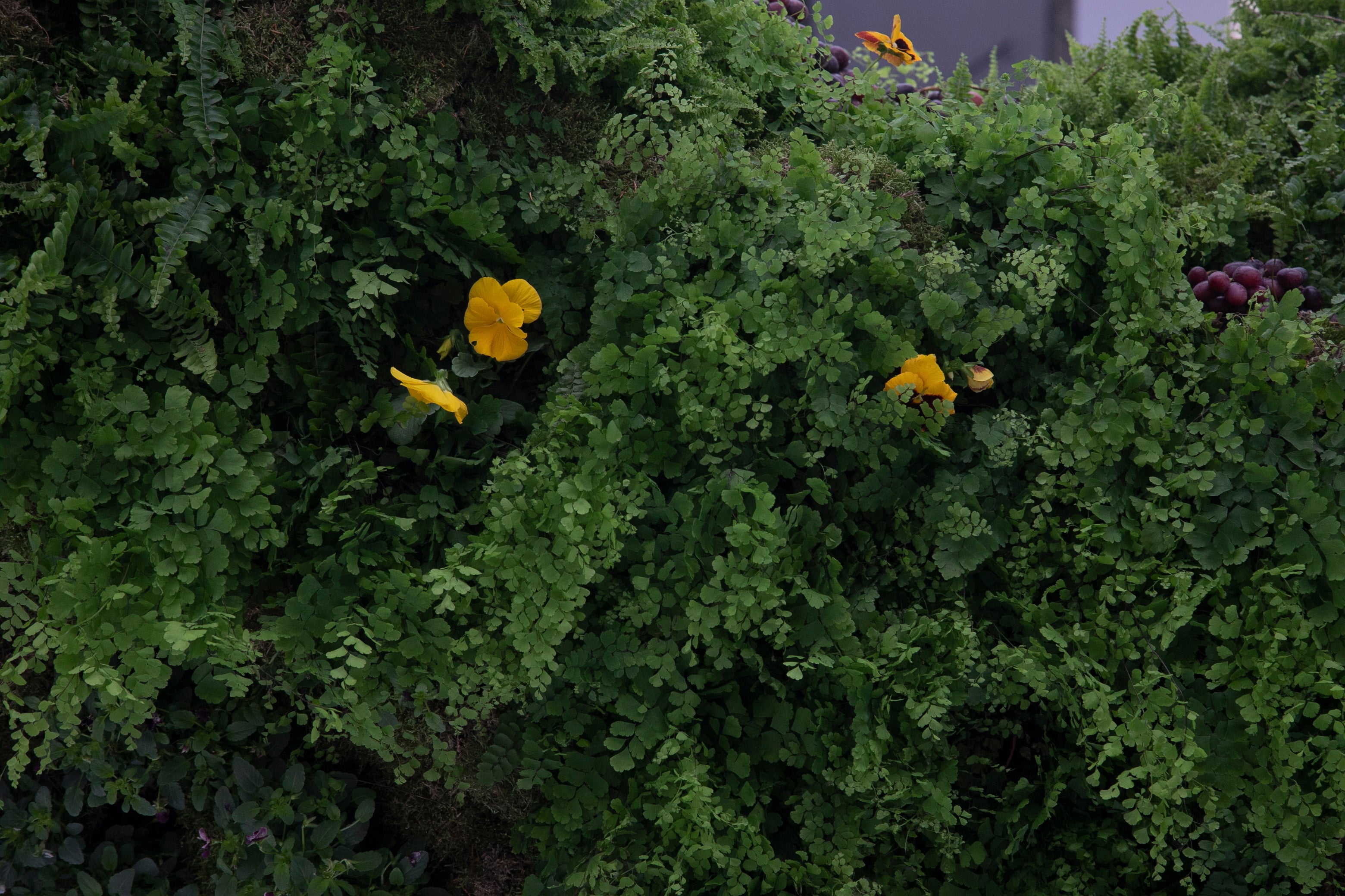 El ambiente en las instalaciones del Festival de Flora de Córdoba, en imágenes