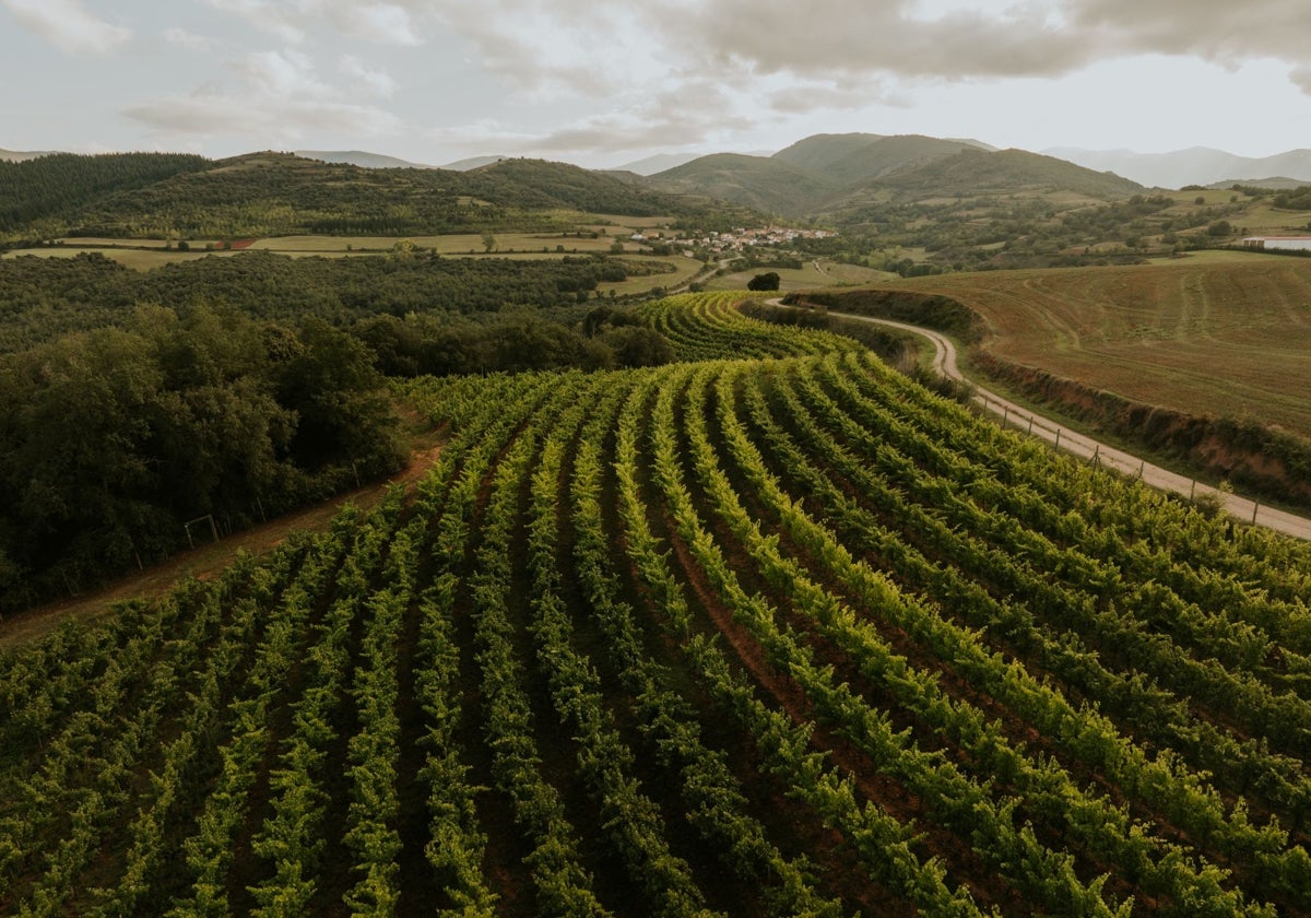 Pandemonium, los vinos espumosos riojanos nacidos en viñedos de montaña