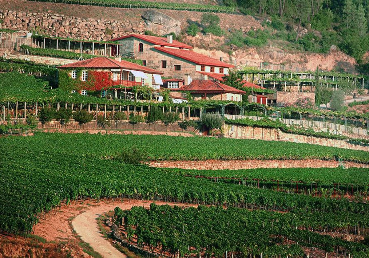 Viñedos de Finca A Vilerma, proyecto de Bodegas Pariente en el Valle del Avia, en el municipio de Leiro (Ourense)