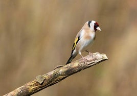 Cae en Chiclana una red «de grandes dimensiones» que se dedicaba a la caza furtiva de aves silvestres