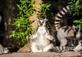 El icónico animal de Madagascar en peligro de extinción que se puede ver en Valencia