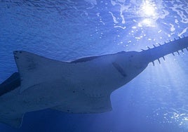 El Oceanogràfic de Valencia incorpora un pez sierra de 103 kilos procedente de Francia