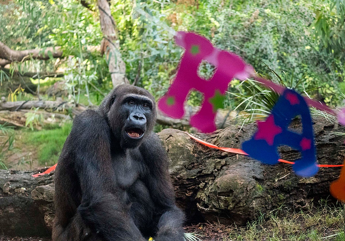 Bioparc Valencia celebra el 12 cumpleaños del gorila Ebo
