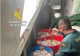 La Guardia Civil entrega 220 kilos incautados de pulpo inmaduro a residencias de ancianos de Castellón