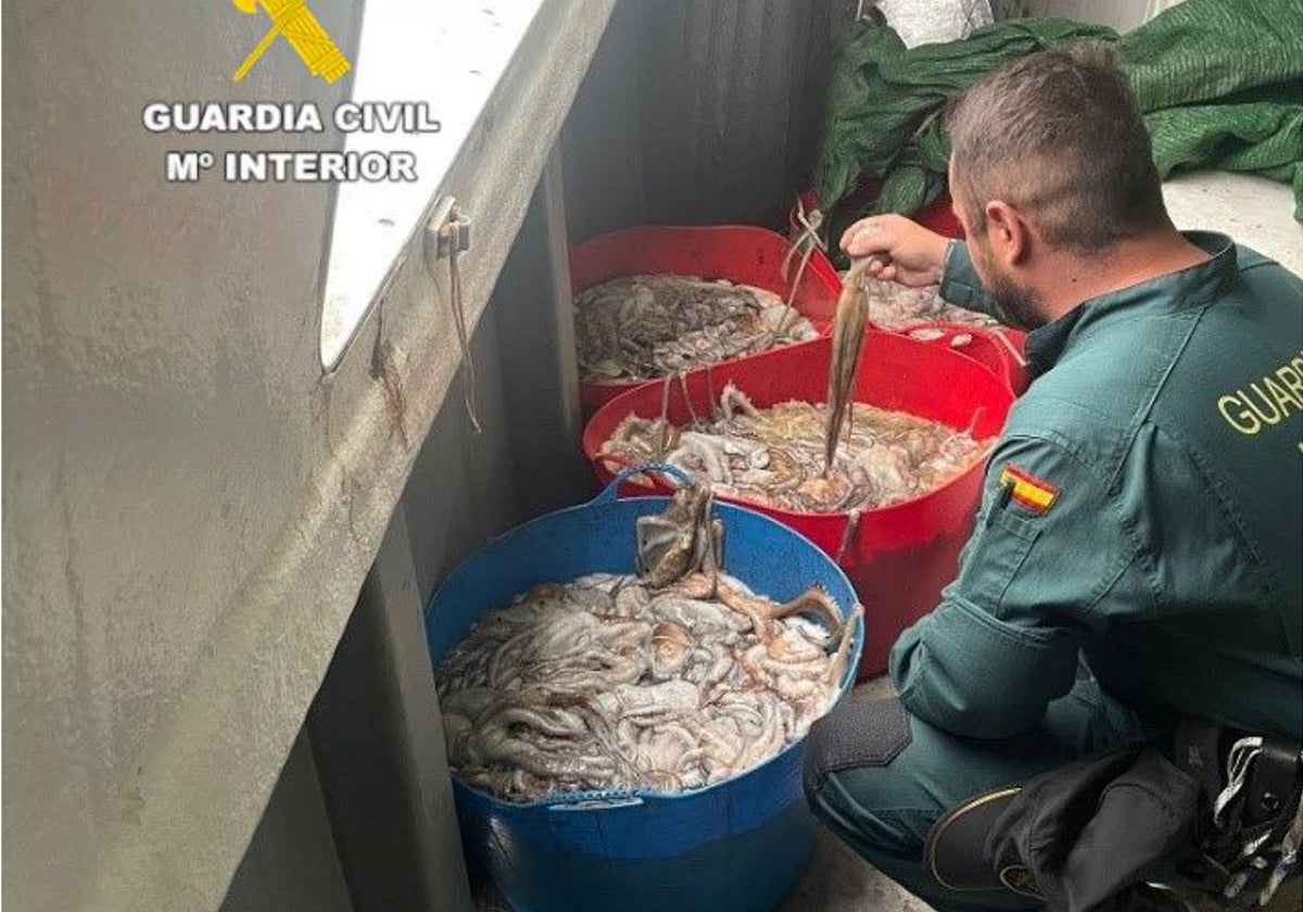 Imagen de un guardia civil junto al pulpo intervenido en la localidad castellonense de Burriana