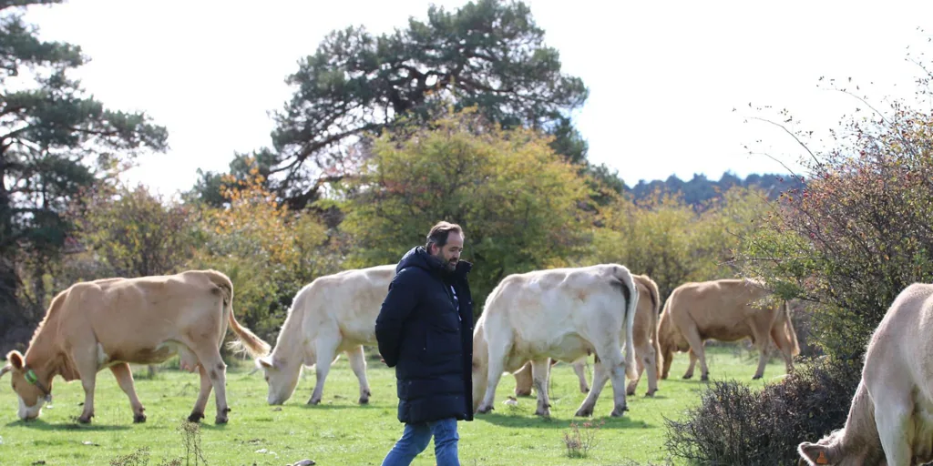 El PP llevará a las Cortes los «problemas» que está causando el lobo en la Sierra Norte de Guadalajara