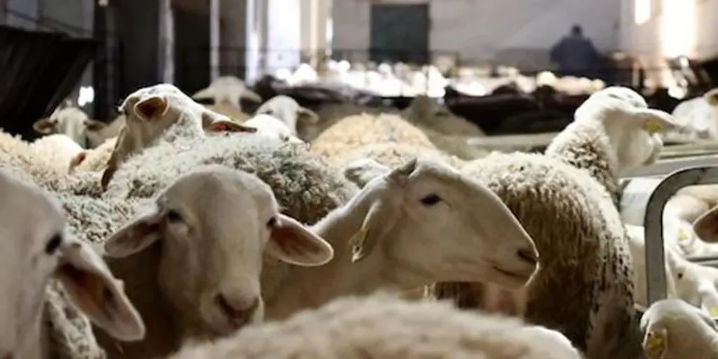 Castilla-La Mancha confirma la llegada del serotipo 3 de la lengua azul de ovino en la comarca toledana de Oropesa