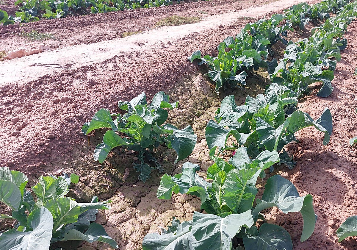 Un campo de coliflores en Elche, tras las últimas lluvias