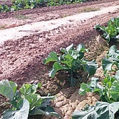 La DANA da esperanzas al campo de Alicante de salvar las hortalizas de invierno arruinadas por el Gobierno