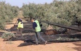 El contingente de trabajadores extranjeros en el campo de Córdoba no llegará a tiempo este año