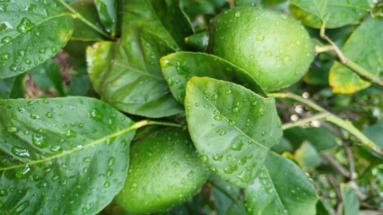 Limoneros mojados por las últimas precipitaciones