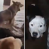 Los refugios de perros de Valencia lanzan un mensaje de auxilio para salvar a todas sus mascotas: así puedes ayudarlos