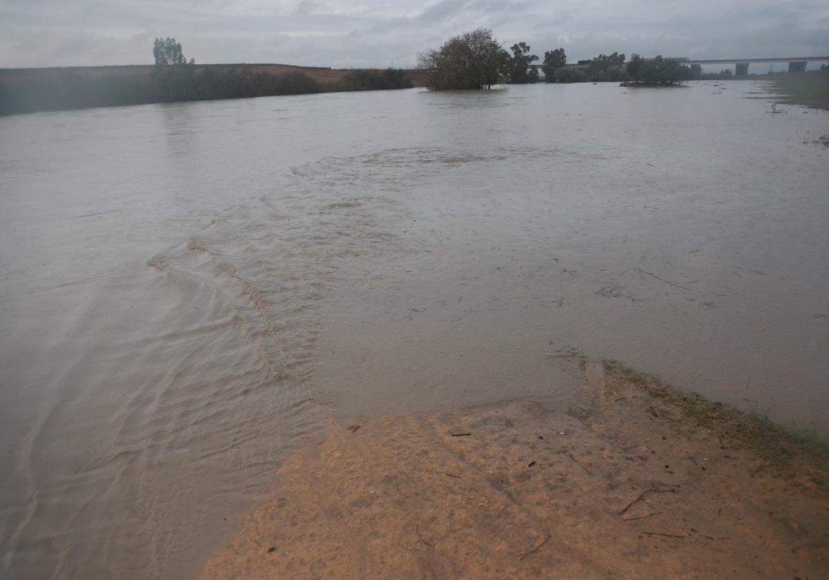 El rio Guadiana a su paso por la SE-40, este jueves en Sevilla