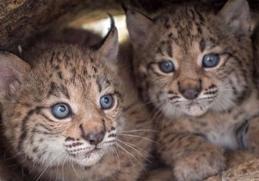 El Cerrato palentino, elegido para acoger los primeros linces ibéricos en el norte peninsular