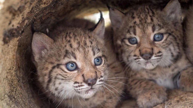 El Cerrato palentino, elegido para acoger los primeros linces ibéricos en el norte peninsular