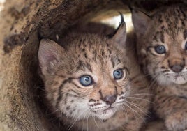 El Cerrato palentino, elegido para acoger los primeros linces ibéricos en el norte peninsular