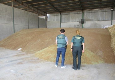 Pillan a un ladrón con las manos en la masa: descargando trigo robado y recuperan 200 toneladas