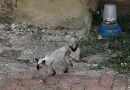 Envenenamiento de gatos en Priego de Córdoba: investigado un vecino por maltrato animal