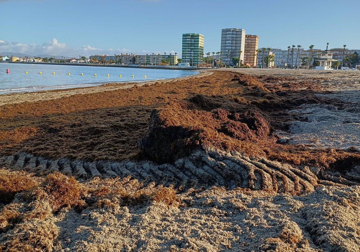 Arribazón de alga asiática invasora acumulada este verano en una playa de La Línea de la Concepción