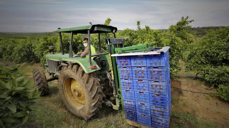 Un tractorista recoge las cajas de naranjas durante una recolección en una finca sevillana