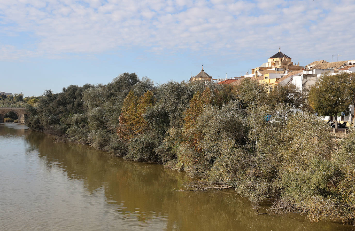 El descuido y la suciedad del Guadalquivir en Córdoba, en imágenes