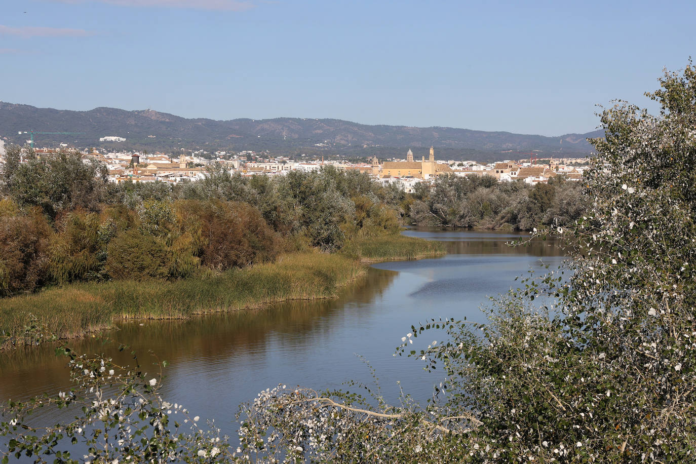 El descuido y la suciedad del Guadalquivir en Córdoba, en imágenes