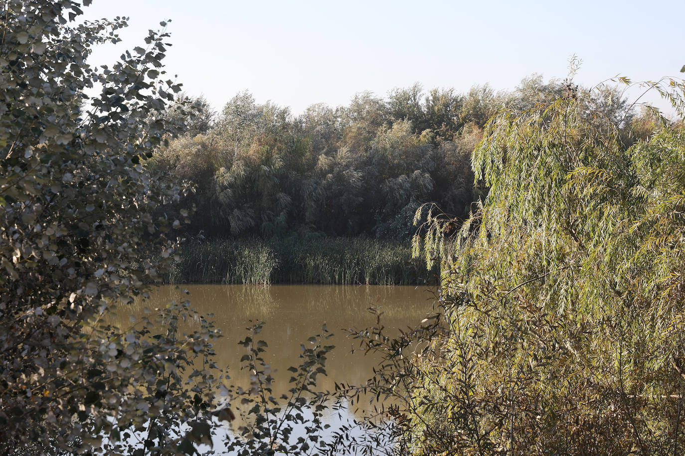 El descuido y la suciedad del Guadalquivir en Córdoba, en imágenes