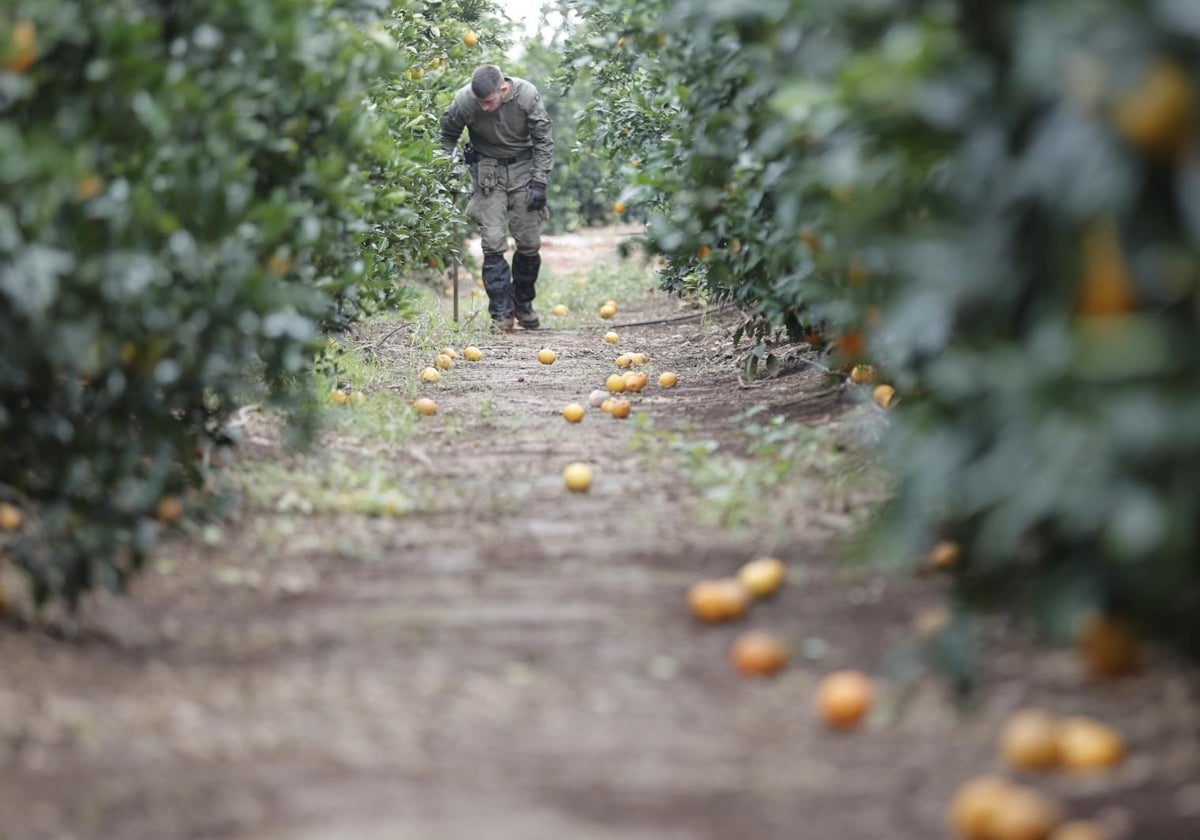 En la provincia de Albacete se han podido perder unas 300.000 toneladas de aceituna