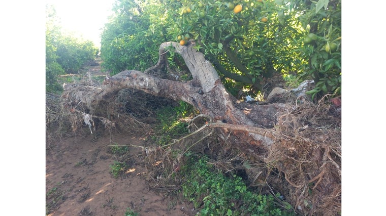 Daños ocasionados por la DANA en el campo valenciano