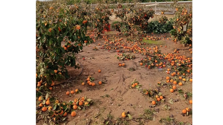 Campo de cítricos afectado por las lluvias torrenciales