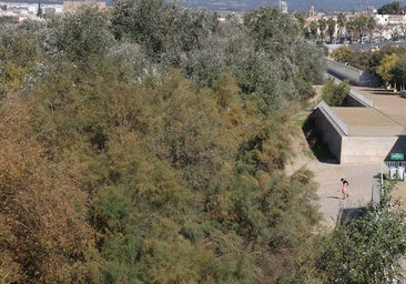 El descuido y la suciedad del Guadalquivir en Córdoba, en imágenes