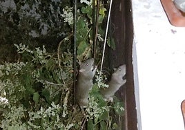 La basura acumulada provoca una plaga de ratas en viviendas y calles de Vallecas