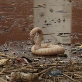 El milagroso rescate de una bebé de un mes a salvo de la DANA dentro de una maleta
