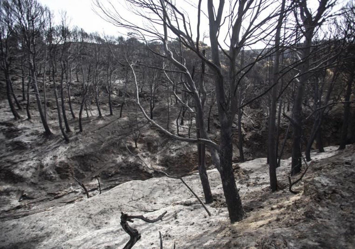 Incendio en Los Guájares en Granada, una de las zonas incluidas en el plan