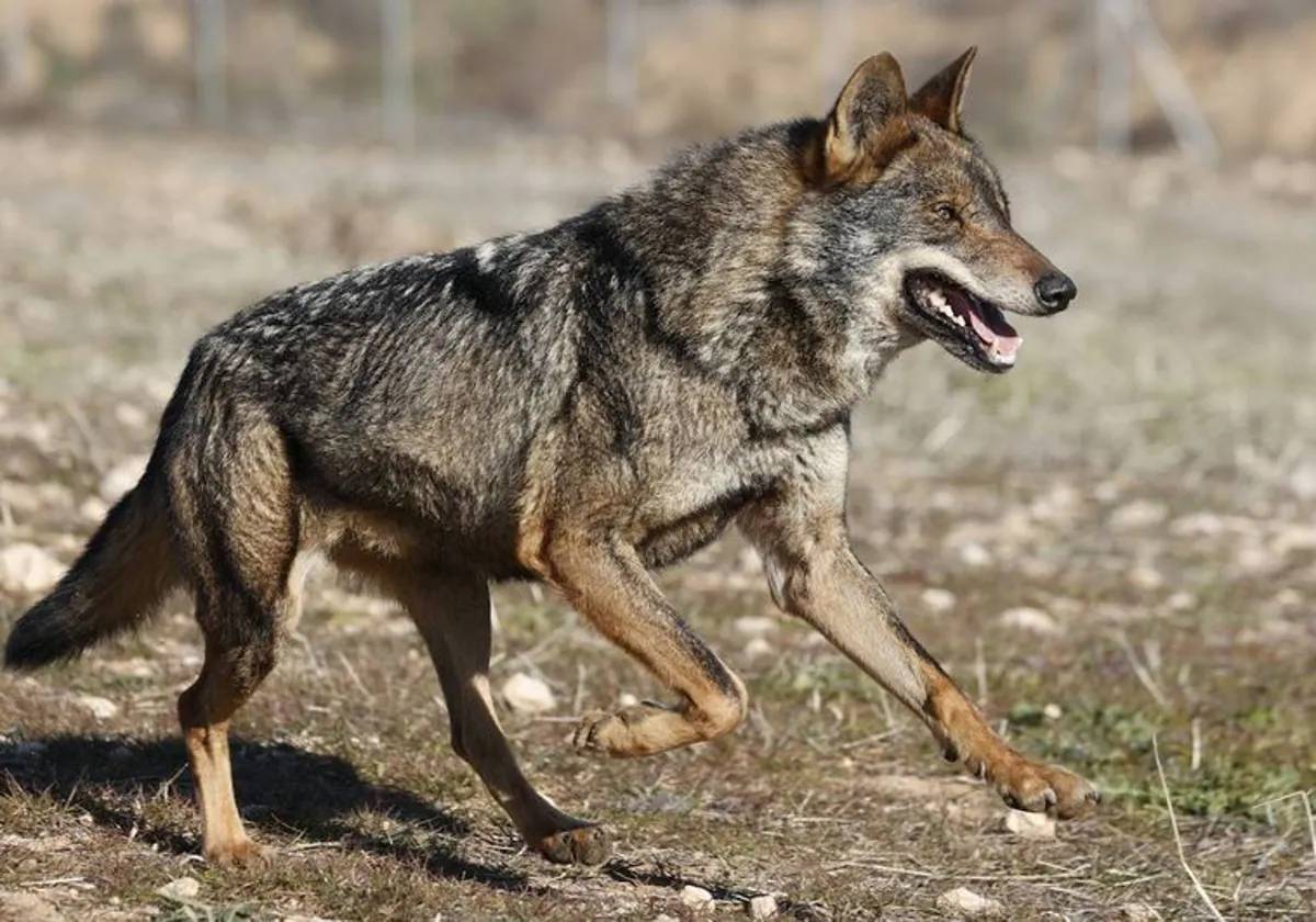 Un ejemplar de lobo en una imagen de archivo